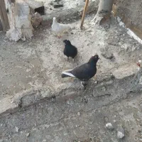 کبوتر ترکیه ای جفت نروماده
