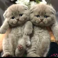 گربه