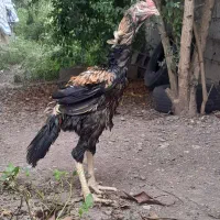 لاری ضمانتی