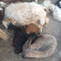 ۸ میش و سه بره بزرگ