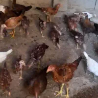 فروش جوجه محلی