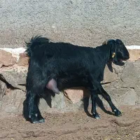 کره گوسفندی وشیر گوسفند