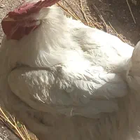 جوجه مرغ و خروس راس