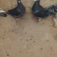 مرغ|پرنده|قرقری, |دیوار