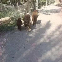 دوعددبره نر ویک عدماده بفروش