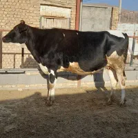 فروش تلیسه آبستن سنگین