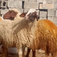 دو عدد میش یک کاور سه شیر