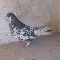 ماده یال قهوه ای قرقاب گل