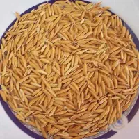 چلتوک(شلتوک)