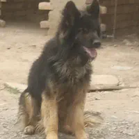 سگ نر