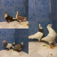 دورگ و شیرازی و طوقی