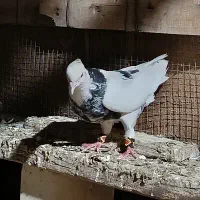 پرنده سر حال