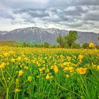 20تن گندم آبی درجه یک پیش گام