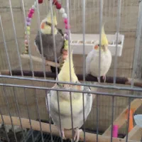 عروس هلندی
