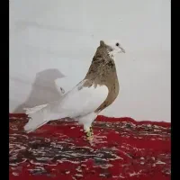 کفتر