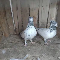 کفتر کله دم سبز پرشی جفت ۵۰۰