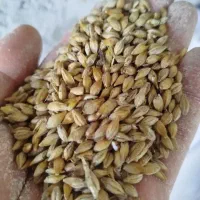 فروش وخریدار جو چاق درجه یک محلی و جو ایرانی