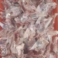 اسکلت مرغ