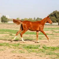 اسب خالص عرب