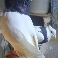 کبوتر|پرنده|اسفرورین, |دیوار