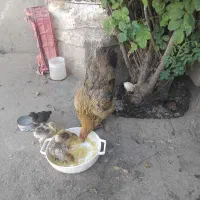 یک عدد مرغ جوان با ۸ تا جوجه محلی