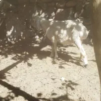 شیر الاغ موجود است