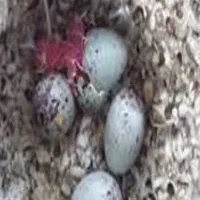 تخم قناری تازه نژاداوپال زیریک هفته