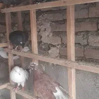 حدود ۱۵۰ کبوتر بصورت یکجا