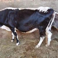 کاوبا کوساله