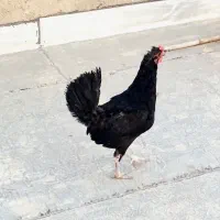 3عددمرغ محلی زیر مرغی اصل کورچ شو درحال تخم