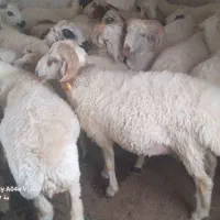 قوچ