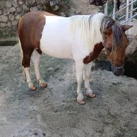 اسب فلابلا