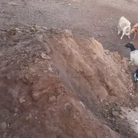 خاک اصلاحی باقچه با دوام نگهداری رطوبت تا شش ماه