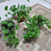 گلهای آپارتمانی