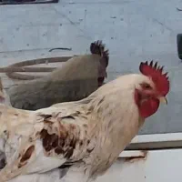 خروس جوان قوی خوش هیکل