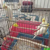 پرنده|پرنده|اصفهان, فرح آباد|دیوار