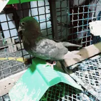 کبوتر|پرنده|سوسنگرد, |دیوار