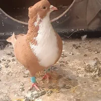 کفتر