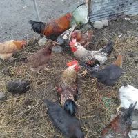 خروس فروشی
