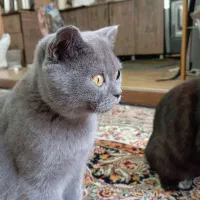 دو عدد توبه گربه بریتیش اسکاتیش