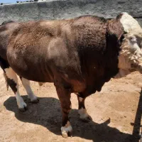 فروش گوساله سیمینتال چاق بالای ۸۰۰کیلو ویژه محرم