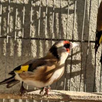 سهره ماده بروجردی و کرمانی|پرنده|قزوین, |دیوار