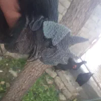 ایام سمانی مرغ خروس