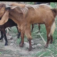کهره نر گله درجه یک داشتی