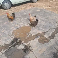 دو عدد مرغ تخم گذار و یک عدد خروس جوان