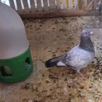 کبوتر پلاکی