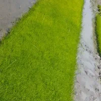 تیم یا توم نشا جمشیدی دستی