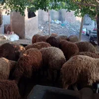 گوسفند زنده
