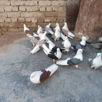 کبوترنوکریززمینی
