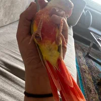 معاوضه با کاسکو بالغ